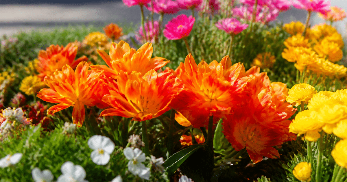 Parterre de fleurs colorees epanouies sous forte lumiere solaire